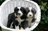 BEARDED COLLIE 459